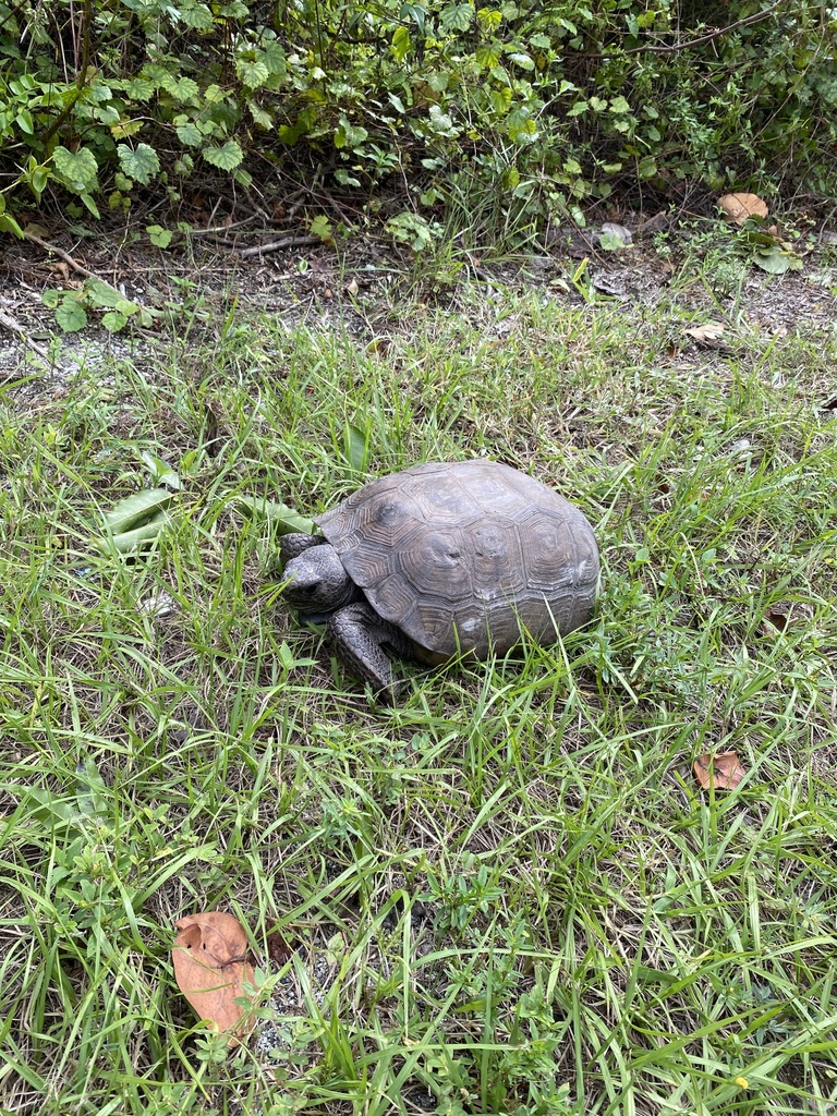 Gopher Tortoise in November 2023 by jennykknight · iNaturalist