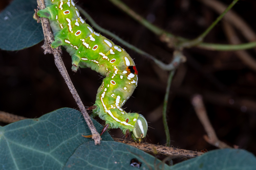 Sundowner moth