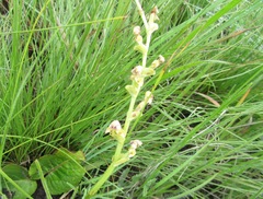 Disperis cardiophora