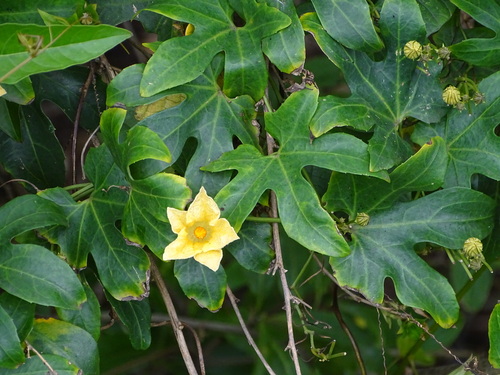Wild cucumber (Coccinia mackenii)