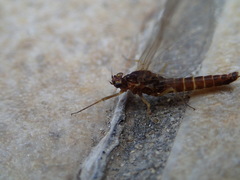 Baetis rhodani