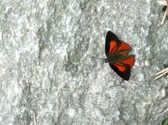 Curetis acuta