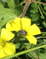 Oxythyrea noemi