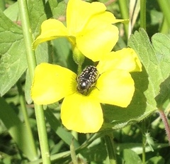 Oxythyrea noemi