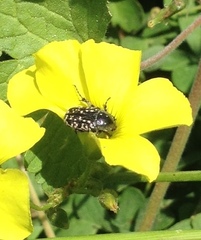 Oxythyrea noemi