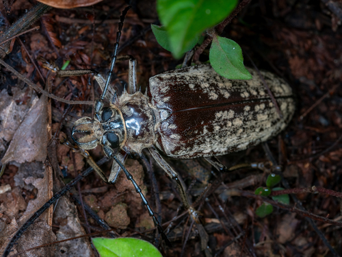Giant Longhorn