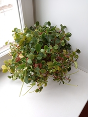 Peperomia glabella