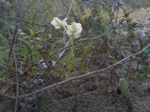 Pale Chin Bonnet (Pterygodium pentherianum)