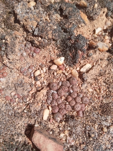 Conophytum swanepoelianum
