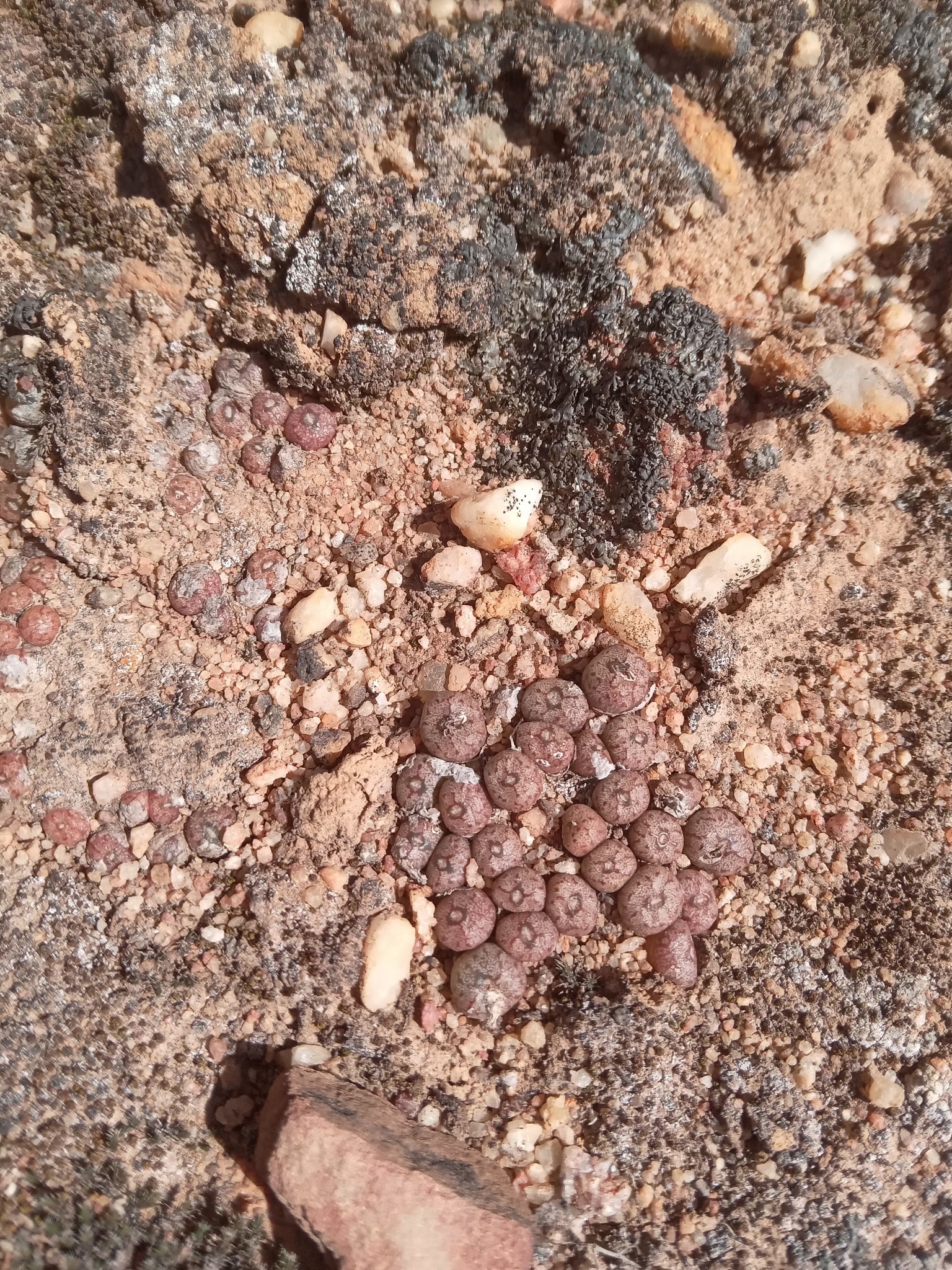 Conophytum swanepoelianum