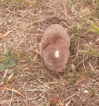 コツメデバネズミ