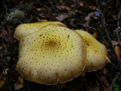Armillaria limonea