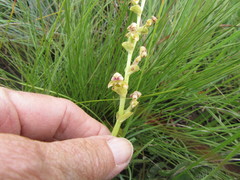 Disperis cardiophora