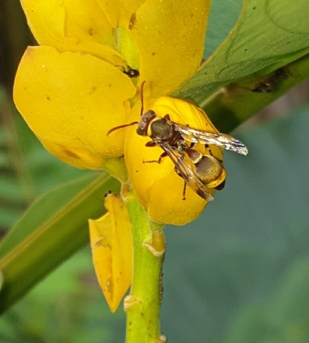 Ropalidia guttatipennis