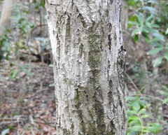 Krugiodendron ferreum image