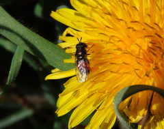 Paragus bicolor