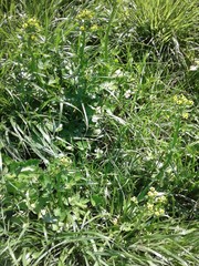 Ranunculus sceleratus