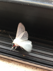 Spilosoma vestalis