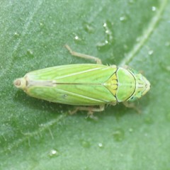 Graphocephala cythura