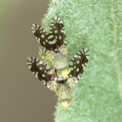Euaresta bellula