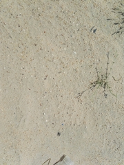 Graphipterus minutus
