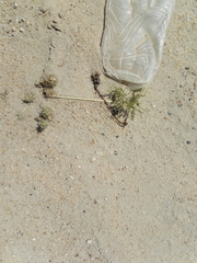 Graphipterus minutus
