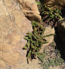 Polystichum lemmonii