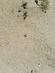 Graphipterus minutus