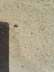 Graphipterus minutus