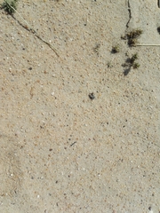 Graphipterus minutus
