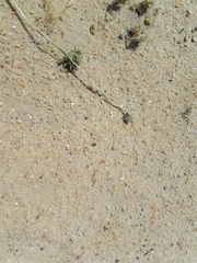 Graphipterus minutus