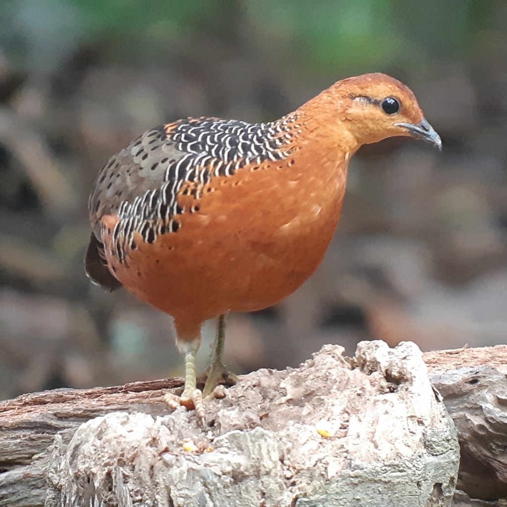 Ferruginous Partridge