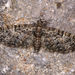 Eupithecia abbreviata - Photo (c) Paolo Mazzei, alguns direitos reservados (CC BY-NC), uploaded by Paolo Mazzei