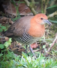 Rallina eurizonoides