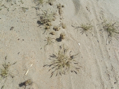 Graphipterus minutus