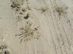 Graphipterus minutus