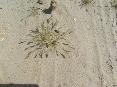 Graphipterus minutus