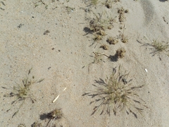 Graphipterus minutus