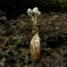 Cordyceps sinclairii - Photo (c) Steve Reekie,  זכויות יוצרים חלקיות (CC BY-NC), הועלה על ידי Steve Reekie