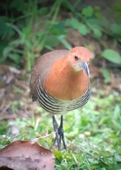 Rallina eurizonoides