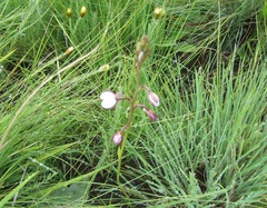 Eulophia zeyheriana
