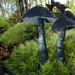 Entoloma haastii - Photo (c) Steve Reekie, some rights reserved (CC BY-NC), uploaded by Steve Reekie