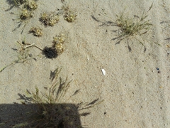 Graphipterus minutus