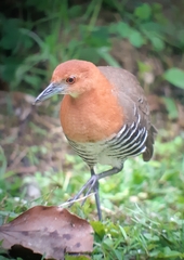 Rallina eurizonoides