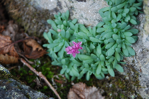 Azure Stonecrop