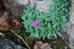 Hylotelephium cyaneum