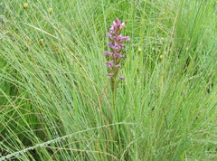 Disa stachyoides