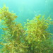 Sargassum sinclairii - Photo (c) Kate, some rights reserved (CC BY-NC), uploaded by Kate