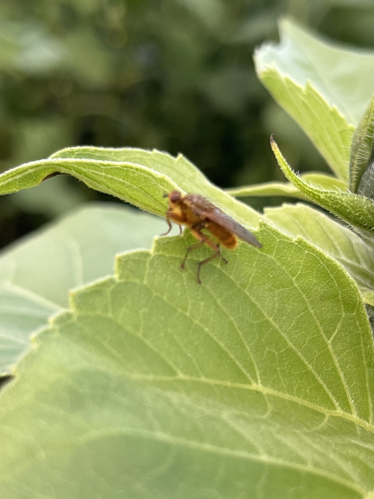 Golden Dung Fly from Overbrook Rd, Valencia, PA, US on October 21, 2023