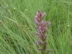 Disa stachyoides